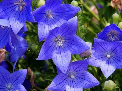 [Star-shaped blue flowers with dark blue veins radiating from the center. A very small, white flower-like structure forms the stamen.]